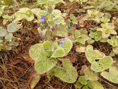 Salvia palifolia