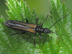Oedemera pthysica
