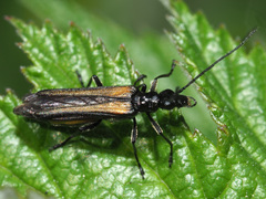 Oedemera pthysica