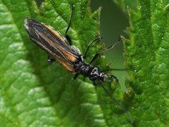 Oedemera pthysica
