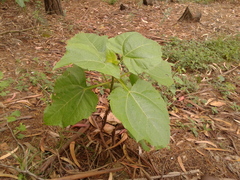 Smallanthus pyramidalis