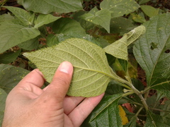 Varronia cylindrostachya