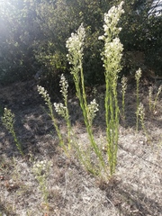 Erigeron canadensis