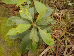 Solanum cornifolium