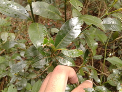 Palicourea boqueronensis