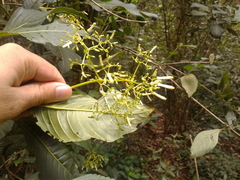 Palicourea lineariflora