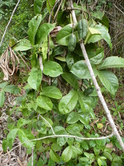 Ritchiea capparoides