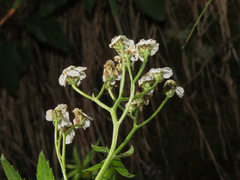 Achillea macrophylla