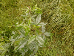 Otholobium mexicanum