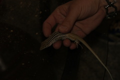Aspidoscelis scalaris