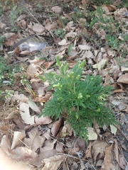 Ambrosia artemisiifolia