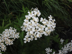 Achillea macrophylla