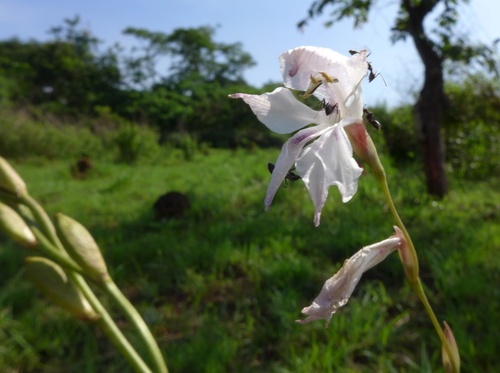 Gladiolus unguiculatus