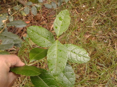 Citharexylum sulcatum