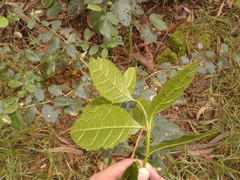 Citharexylum sulcatum