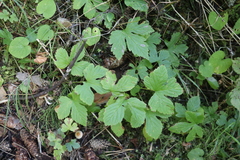 Rubus humulifolius