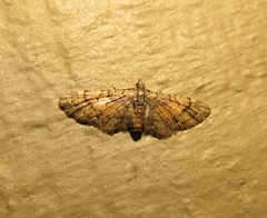 Eupithecia palpata