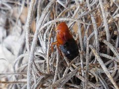 Parcoblatta fulvescens