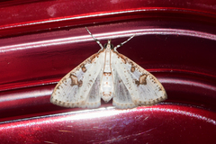 Palpita illibalis