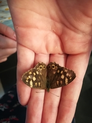 Pararge aegeria