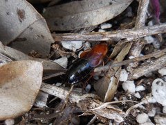 Parcoblatta fulvescens