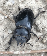 Lucanus barbarossa