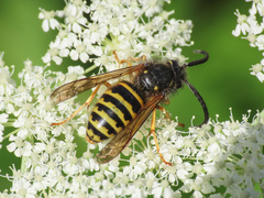 Dolichovespula norwegica