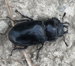 Lucanus barbarossa