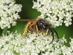 Dolichovespula norwegica