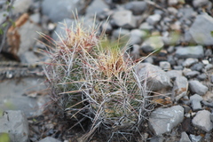 Thelocactus bicolor bicolor