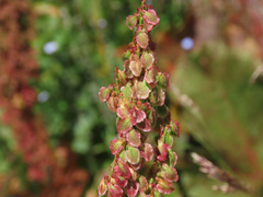 Rumex alpinus