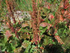Rumex alpinus