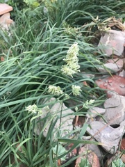 Dactylis glomerata