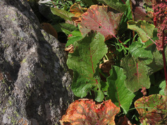 Rumex alpinus