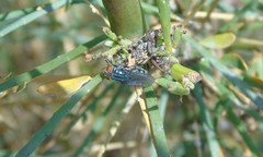 Cochliomyia