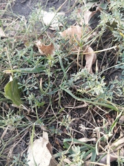 Medicago falcata