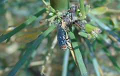 Cochliomyia