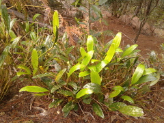 Stelis galeata