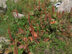Rumex alpinus