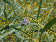 Leptotes trigemmatus