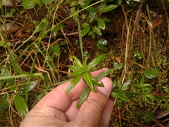 Galianthe bogotensis