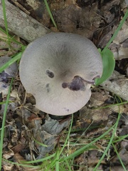 Cortinarius deceptivus
