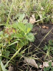 Artemisia vulgaris