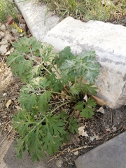 Artemisia absinthium