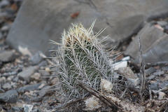 Thelocactus bicolor bicolor