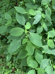 Impatiens pallida