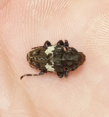 Aegomorphus quadrigibbus