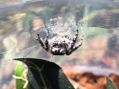 Phidippus asotus