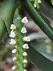 Campylocentrum schiedei