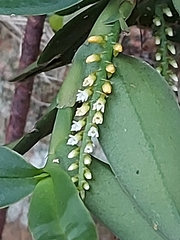 Campylocentrum schiedei